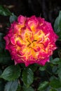 Ã¢â¬ËRainbow SunblazeÃ¢â¬â¢ Miniature Rose